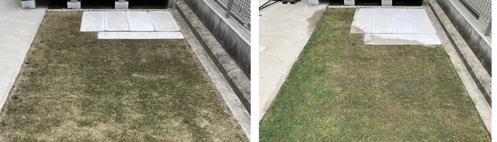 日当たりが悪く苔が発生していた部分の比較｜3月29日と4月29日で芝の生長が進んだ変化