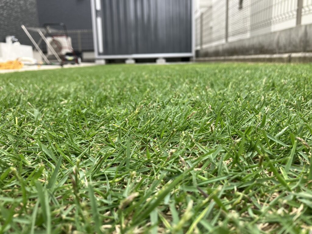 日当たりの良い部分の姫高麗芝の接写｜密度が高まり順調に生長している芝生の状態