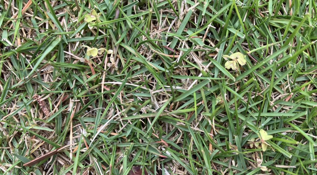 芝生の中で枯れが進む雑草の様子｜除草剤の効果が出ている状態（YASUYO庭）