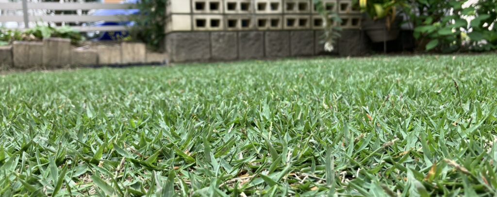 穂刈り後の芝生 ノシバひめの22mmで穂をカットした状態