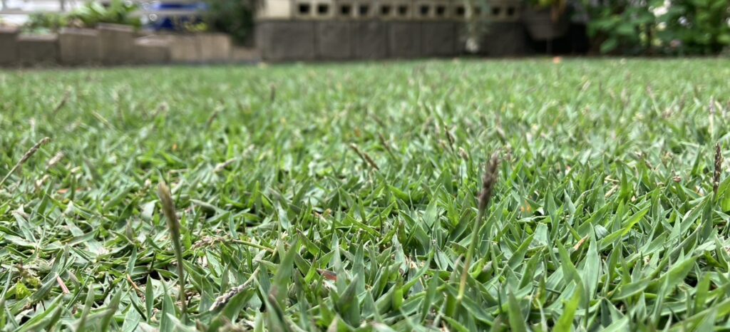 ノシバひめのの穂の接写 春に出始めた芝生の穂の様子