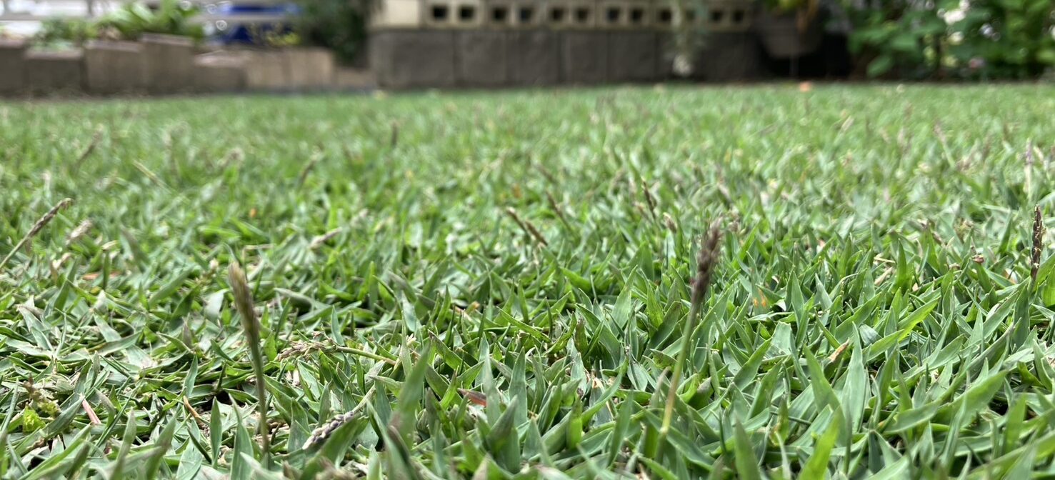 ノシバひめのの穂の接写 春に出始めた芝生の穂の様子