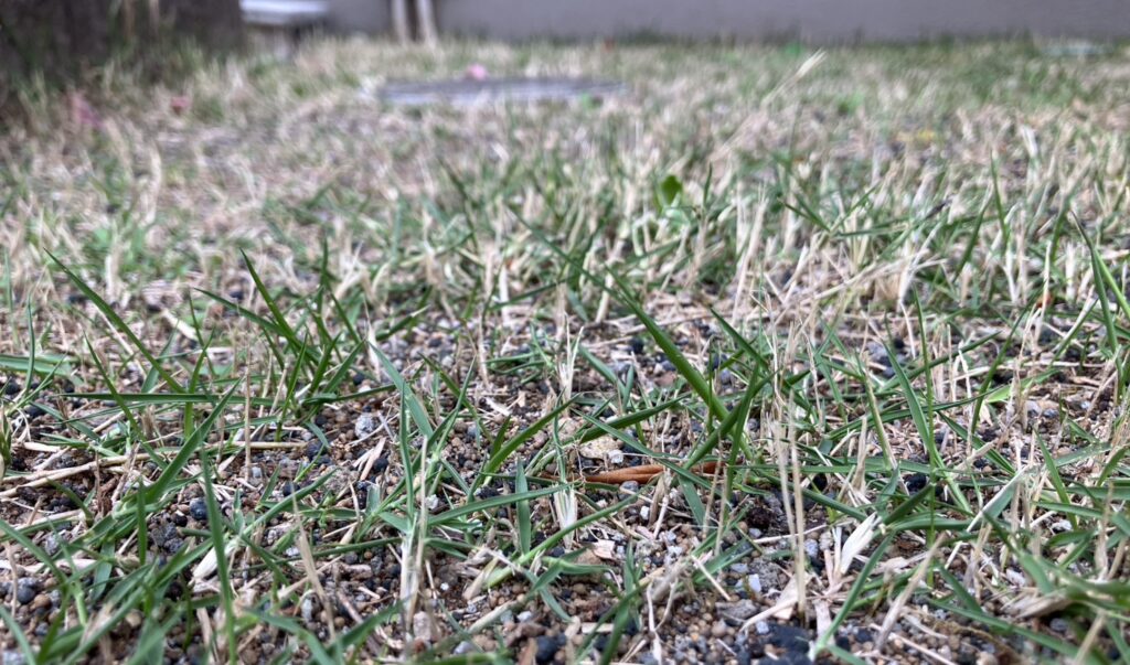 芝生の再生初期の接写（2026年5月）茶色の中から少しずつ緑の新芽が出てきている様子（MIWAKO庭）