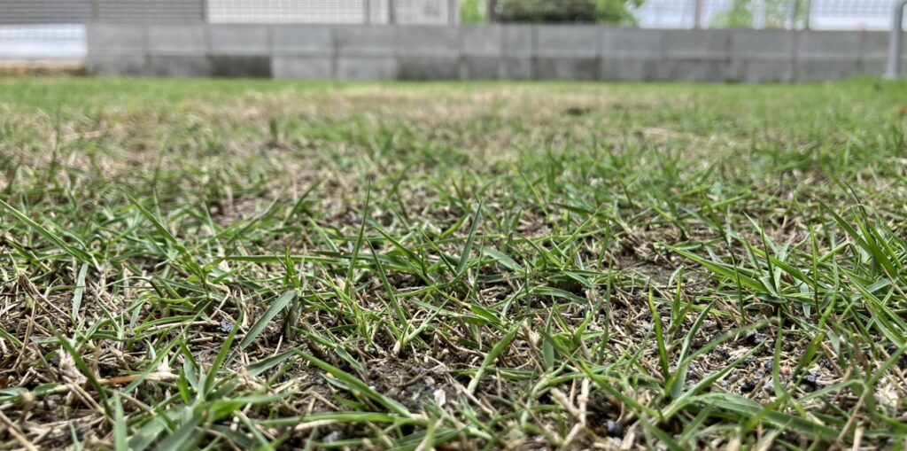 HASHIRI庭 芝生の接写 2026年5月3日 少しずつ緑が増えてきた様子