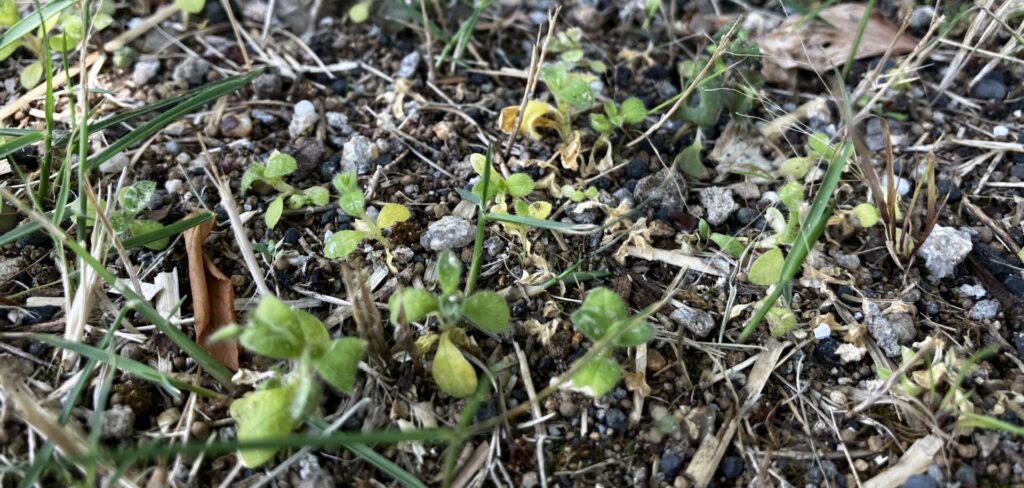 先週よりさらに弱ってきた雑草が見られるMIWAKO庭の芝生