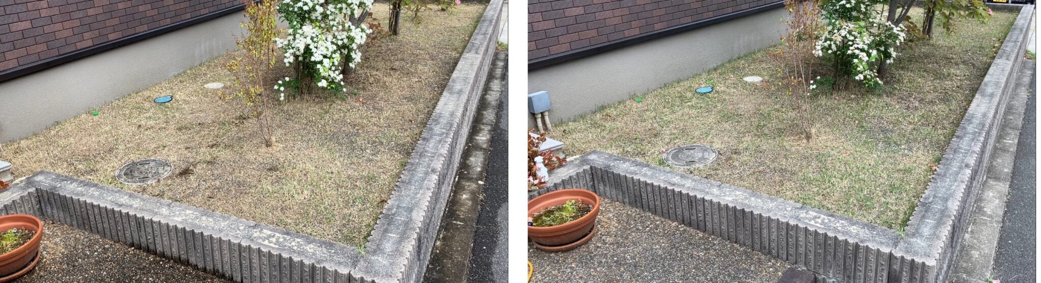 芝生の再生初期の比較（2026年4月26日と5月3日）茶色が多い中で少しずつ緑が増えている様子（MIWAKO庭）