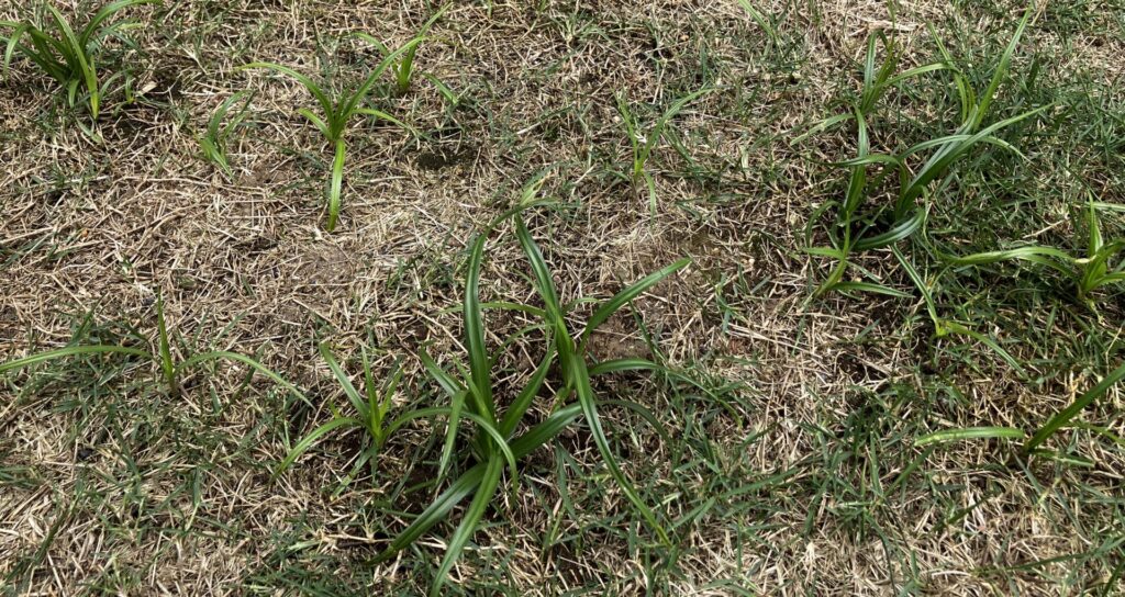 HASHIRI庭で発生したハマスゲ|芝生の中から伸びる多年生雑草