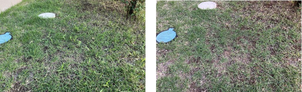 MIWAKO庭の雑草引き前後の比較画像。手作業による除草で芝生内の雑草が減少した様子。