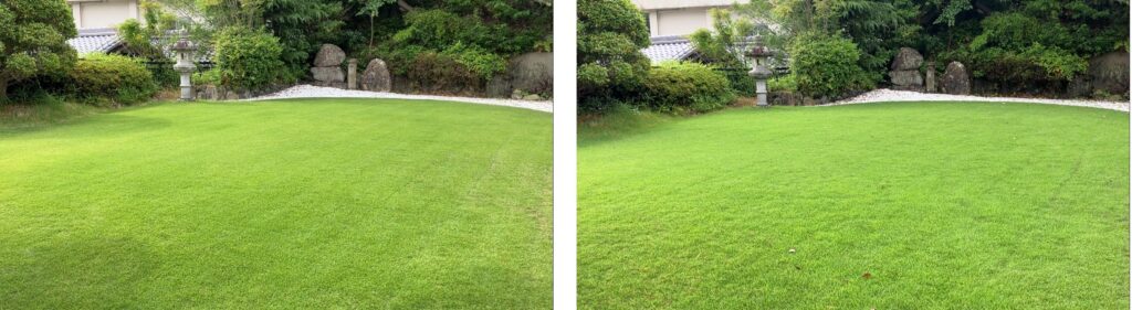YASUYO庭の芝生比較(2026年6月14日と6月21日)施肥後1週間の芝生の状態