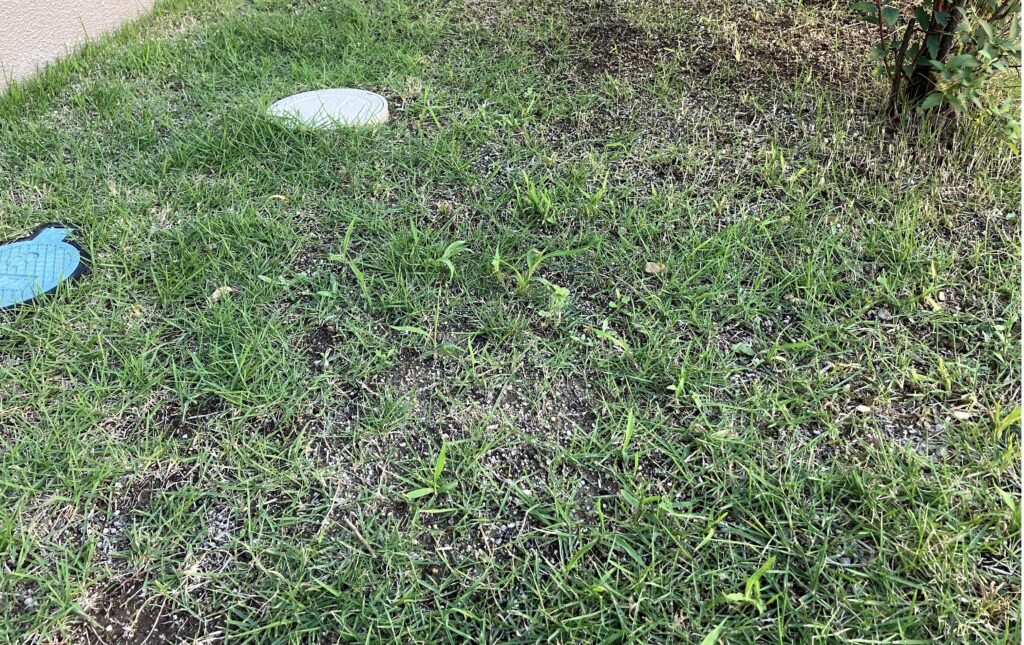 MIWAKO庭で新たに雑草が目立ち始めた芝生の様子。除草剤散布後も一部で雑草の発生が確認された箇所。