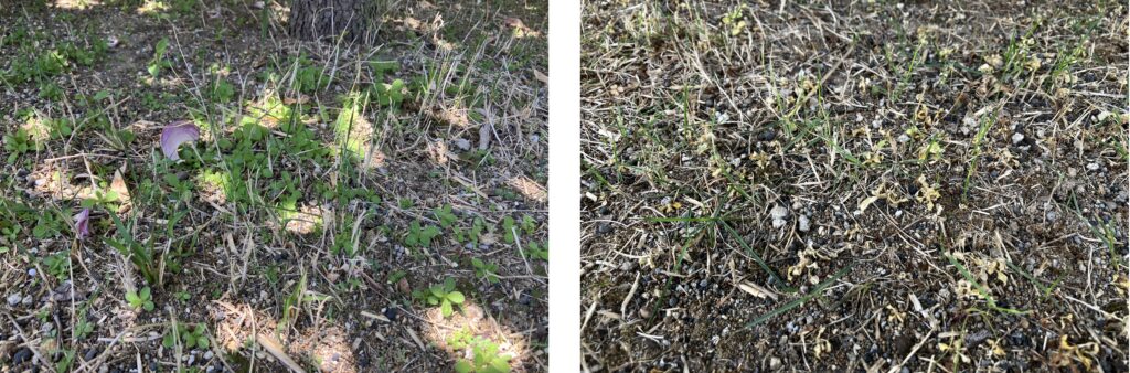 MIWAKO庭の雑草比較(2026年5月10日と5月31日)除草剤散布後3週間の変化
