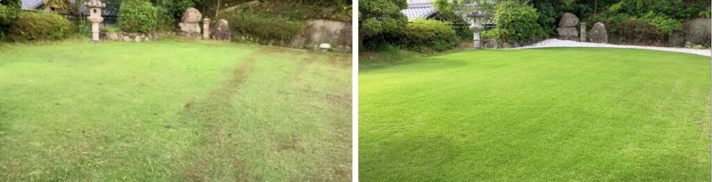 YASUYO庭の芝生比較画像。2024年6月の管理開始時と2026年6月の芝生の状態を比較。約2年間の継続管理による変化の様子。