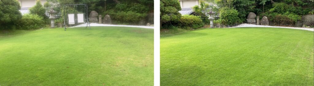 YASUYO庭の芝生比較画像。2025年6月と2026年6月の同時期の芝生の状態を比較。1年間の継続管理による芝生の変化が分かる様子。