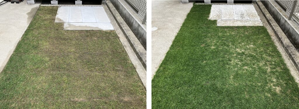 YUKI庭の日当たりが悪い場所の芝生比較（2026年4月29日と6月7日）。苔が発生していた場所で芝生の緑が広がった様子。