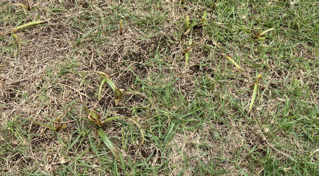 スポット散布した除草剤の効果で枯れが進行しているHASHIRI庭のハマスゲ