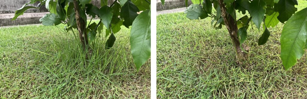 YUKI庭の植栽まわりの際刈り前後比較(2026年6月28日)植栽の根元をきれいに整備