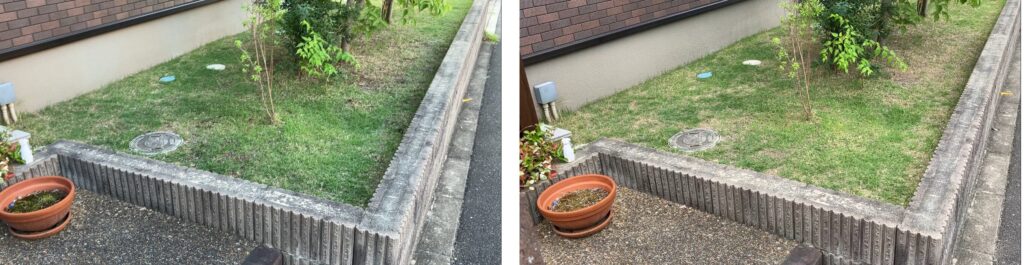 MIWAKO庭の芝生比較(2026年6月10日と6月14日)。雑草が減少し、芝生の密度改善に向けて土壌改良前の状態を確認。