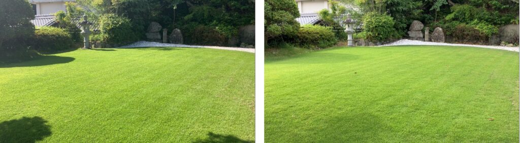 YASUYO庭の芝生比較画像。2026年6月10日と6月14日の芝生の状態を比較。4日間で芝が伸び、全体の緑も濃くなっている様子。
