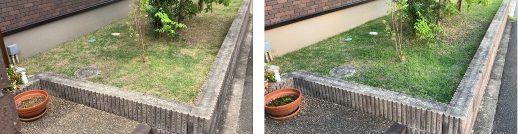 MIWAKO庭の芝生比較(2026年5月31日と6月10日)。芝生全体の緑が広がり、雑草が減少した様子。