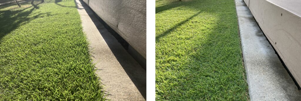 YUKI庭の際刈り前後の芝生比較
