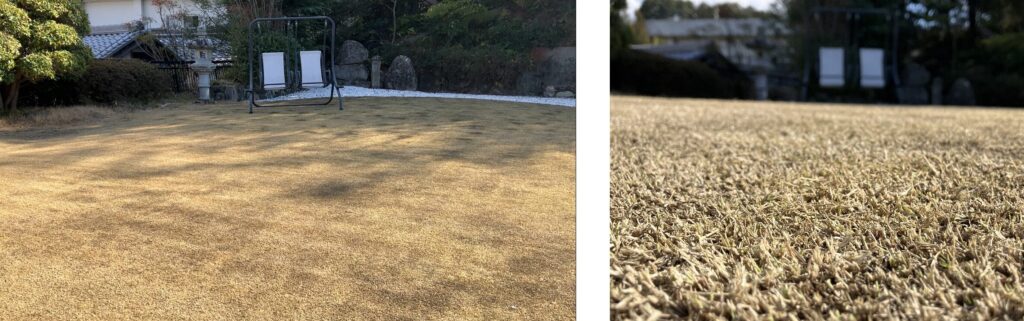 YASUYO庭の高麗芝の低刈り後の状態(2026年2月末の全体写真と接写)