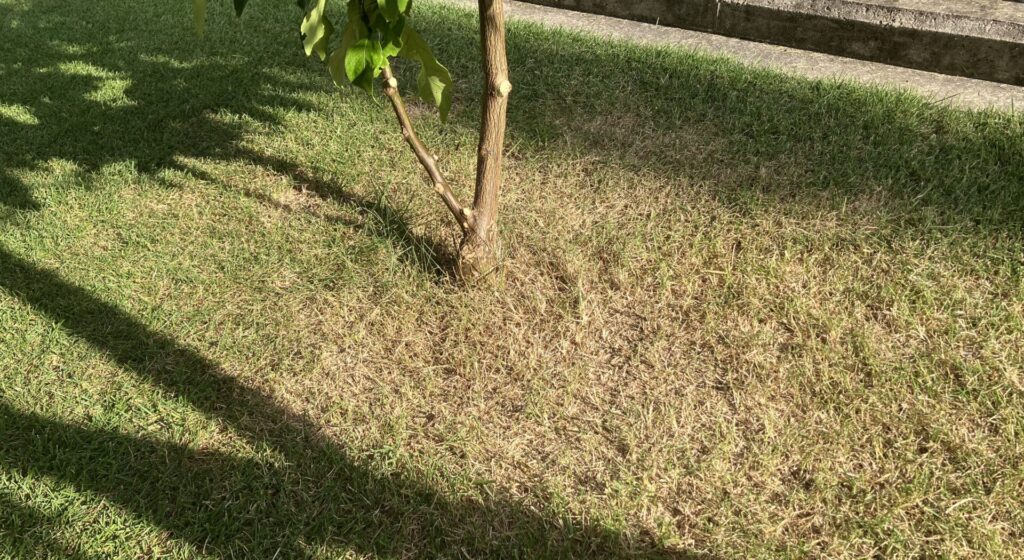 YUKI庭の植栽周辺で軸刈りになった芝生