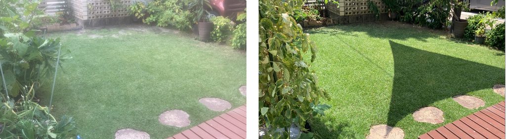 HIROCHAN庭の2025年8月24日と2026年8月23日の芝生を比較した画像
