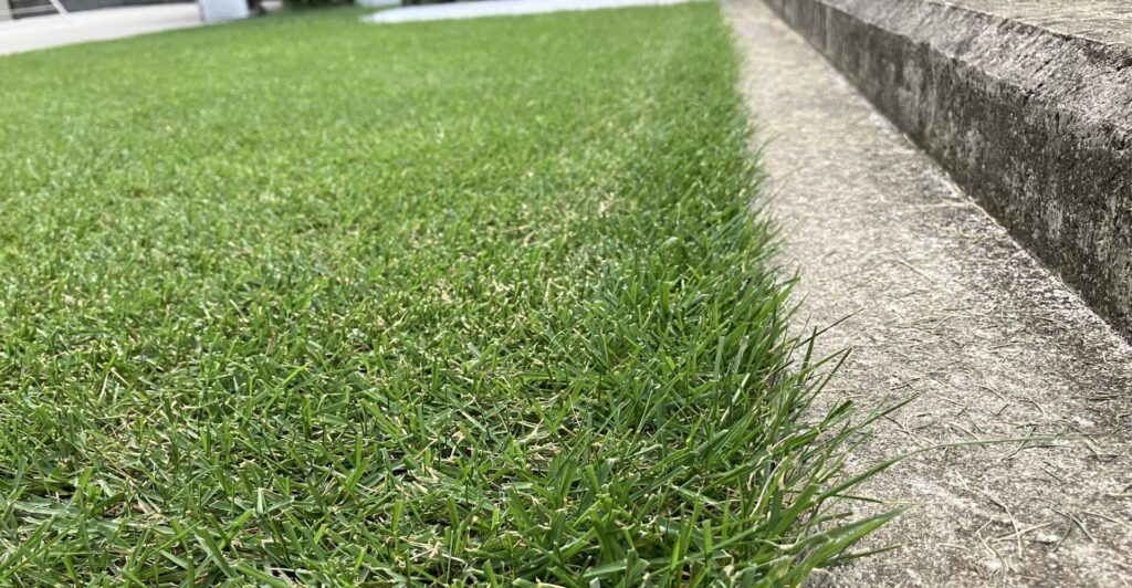 YUKI庭の芝生の際刈り前の状態