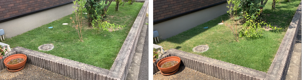 MIWAKO庭の芝生を8月16日と8月23日で比較した様子