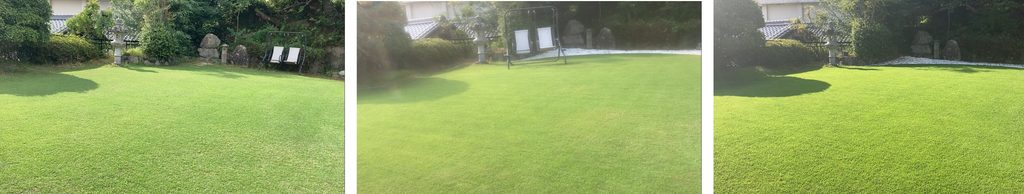 YASUYO庭の芝生を2024年・2025年・2026年のピーク時で比較