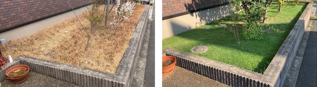 MIWAKO庭の芝生を3月22日と8月24日で比較した様子