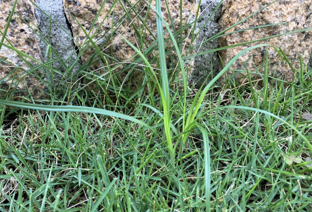 芝生の中に新たに発生したハマスゲ