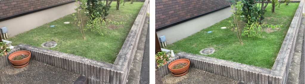 MIWAKO庭の芝生比較(2026年7月26日と8月2日)毎朝の散水で水切れが改善した様子