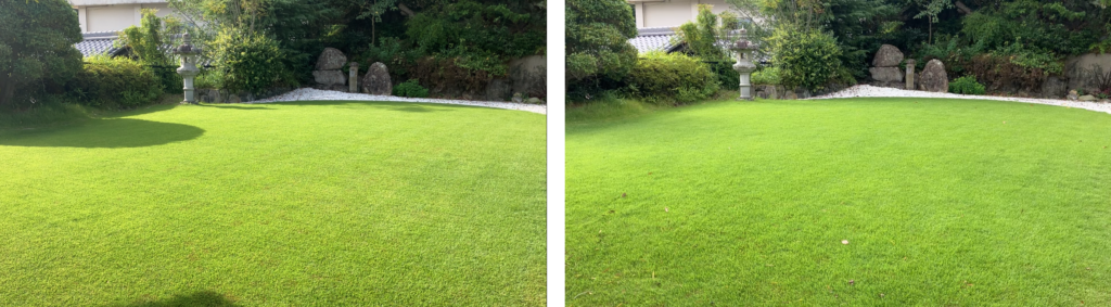 YASUYO庭の芝生を8月9日と8月16日で比較。1週間で芝生が適度に生長し、密度を維持している