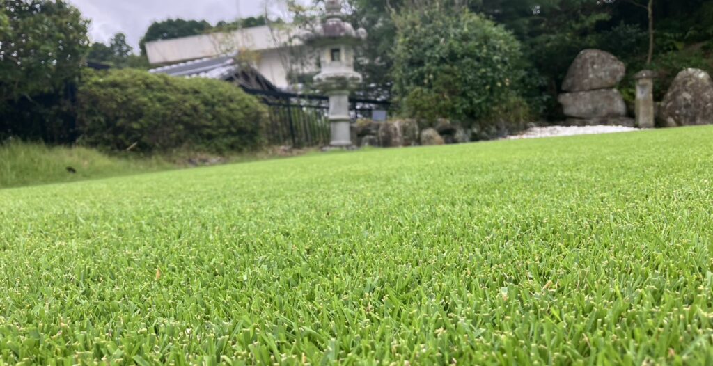 25mmで芝刈りと施肥を終えたYASUYO庭の芝生の接写