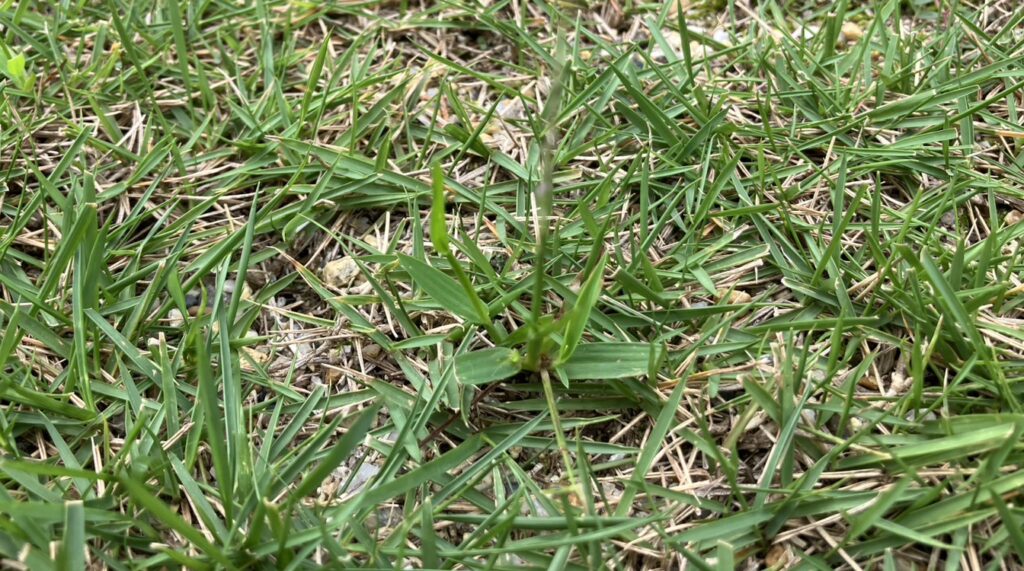 I-HAN庭の芝生に発生したメヒシバと思われる雑草