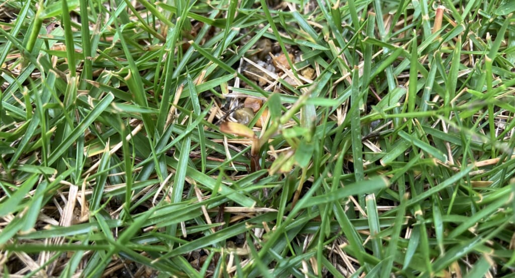 黄色く変色したメヒシバと思われる雑草