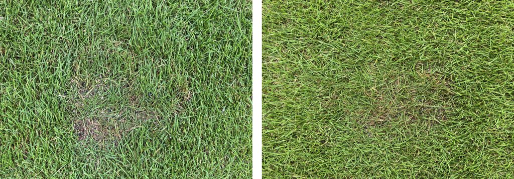 HASHIRI庭｜ハマスゲを取り除いたあと芝生を戻して目土した部分