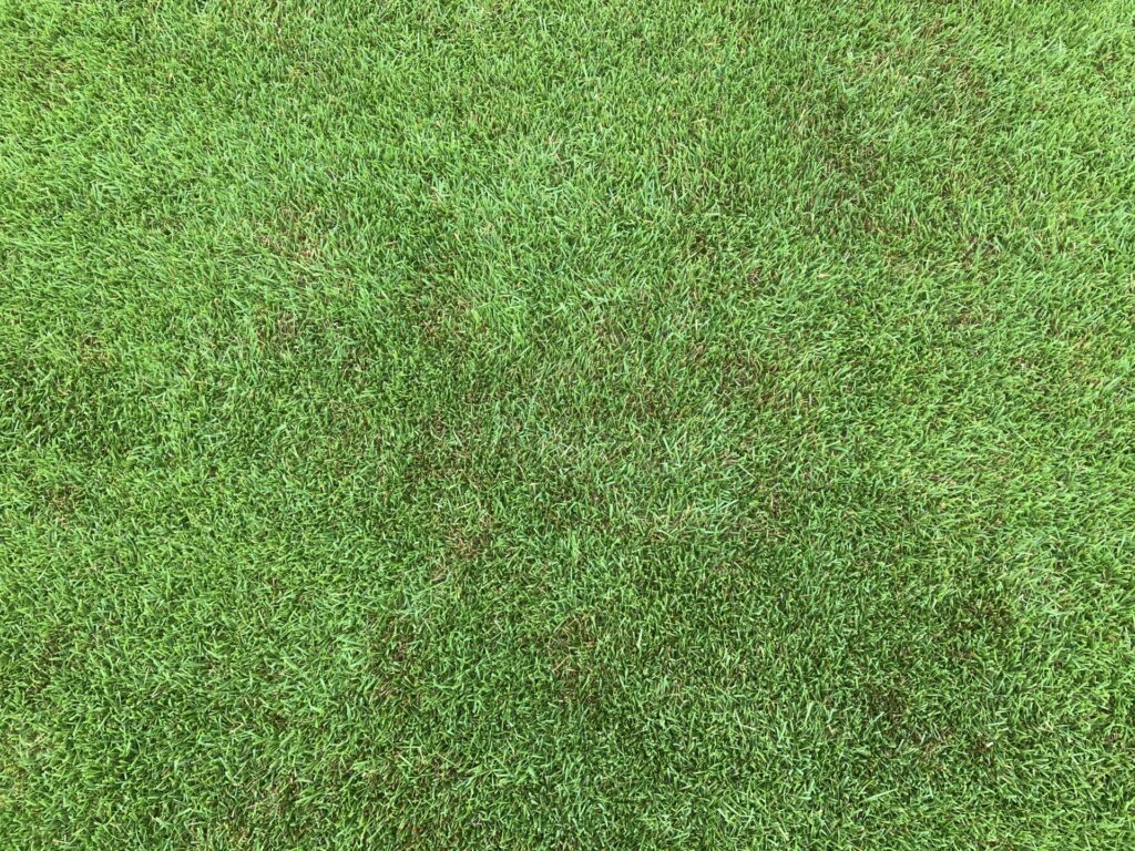 YASUYO庭で一部の葉が褐色っぽく傷んでいる芝生の様子