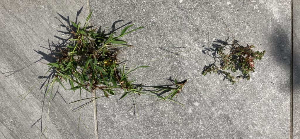 I-HAN庭の芝生と植栽の境界付近から抜いたメヒシバやコニシキソウと思われる雑草