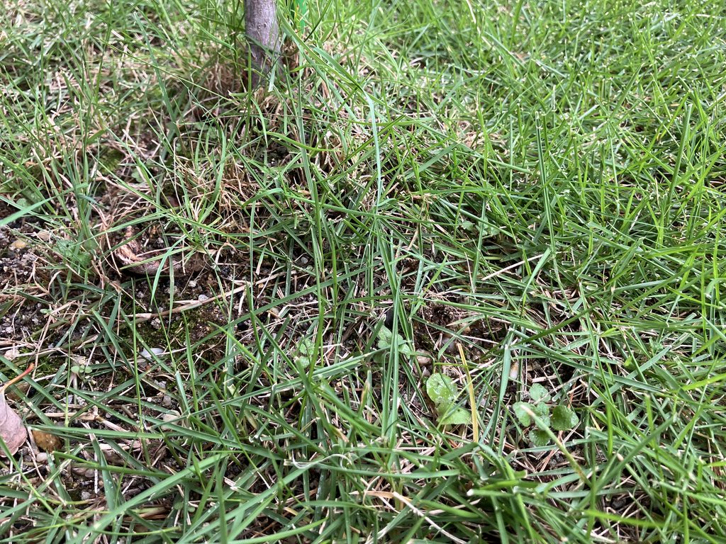 MIWAKO庭の木の根元付近に残る雑草|除草剤を散布していない場所