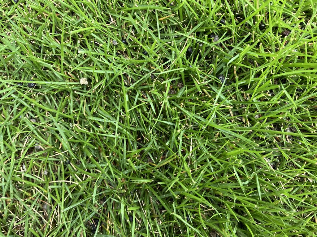 MIWAKO庭のブレンドカルス散布後の芝生接写|土壌改良材がほとんど目立たない芝面