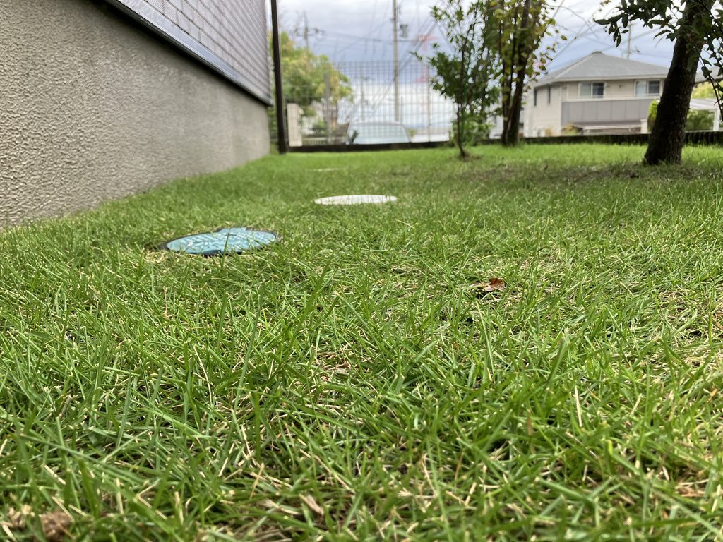 MIWAKO庭の作業後の芝生を低い位置から撮影|高麗芝の葉と芝面の状態