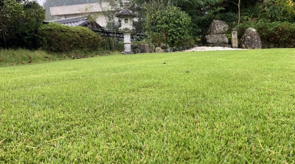 10月25日のYASUYO庭の芝生を低い位置から撮影。ブレンドカルス散布後も密度のある緑の芝生が広がっている