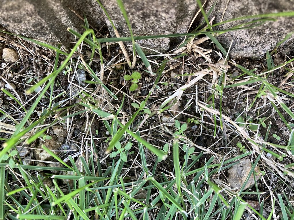 MIWAKO庭のブロック際に発生した小さな雑草の芽（2026年10月11日）