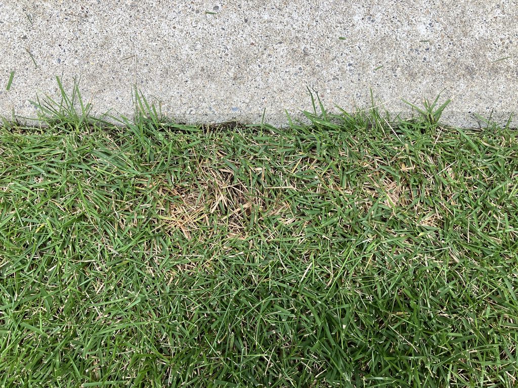 YUKI庭の際刈りでバリカンを深く入れ、部分的に軸刈りになった芝生