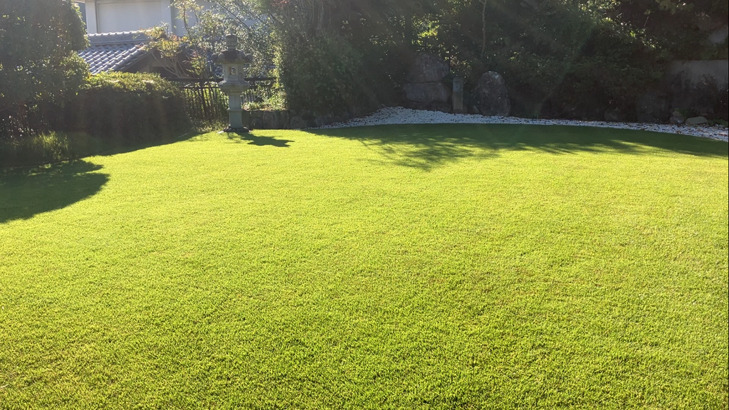 2026年10月11日のYASUYO庭で落ち葉掃除とシバゲンDF全面散布を終えた芝生全景