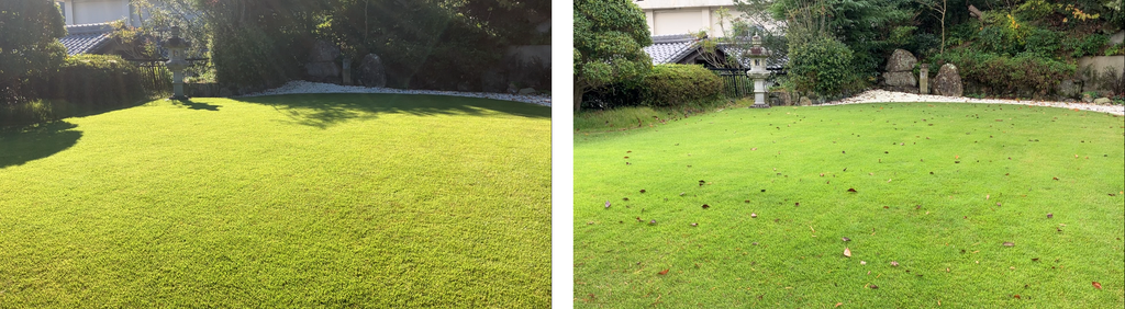 YASUYO庭の10月11日作業後と10月25日作業前の比較。2週間後も芝生の緑を維持している様子